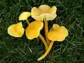 Zerbrechlicher Gold-Saftling Hygrocybe ceracea