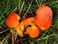 Honig-Saftling Hygrocybe reidii
