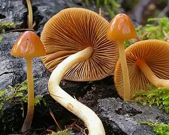 … Conocybe …