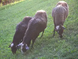 Montafoner Steinschaf