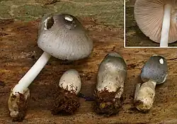 Schwarzvolva-Scheidling Volvariella nigrovolvacea