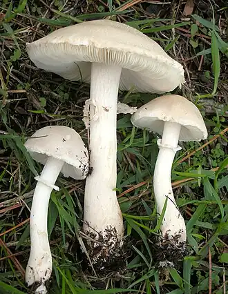 Rosablättriger oder Gemeiner Egerlingsschirmling Leucoagaricus leucothites