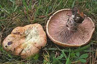 Weinroter Kiefern-Reizker Lactarius sanguifluus