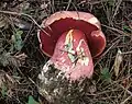 Rubroboletus pulcherrimus