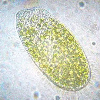 Paramecium bursaria (Peniculia)