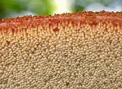 Gelbliche, freie und divers lange Röhren des Eichen-Leberreischlings (Fistulina haepatica)