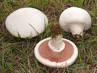 Wiesen-Champignon Agaricus campestris