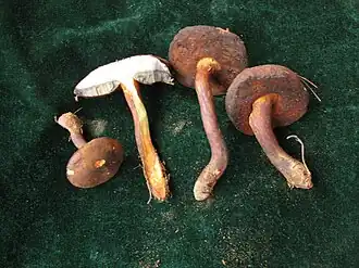 Neoboletus brunneissimus