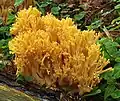 Orangegelbe Gebirgs-Koralle (Ramaria largentii) mit koralligem Fruchtkörper