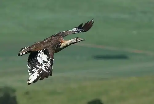 Savannentrappe im Flug