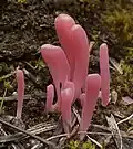 keulenförmig Lachsrosa Keulchen Clavaria rosea