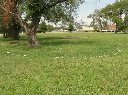 Hexenring aus Fruchtkörpern der Art Chlorophyllum molybdites auf einer Rasenfläche