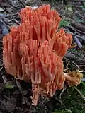 Rosenrote Koralle Ramaria subbotrytis