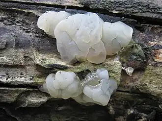 Weißlicher Drüsling Exidia thuretiana