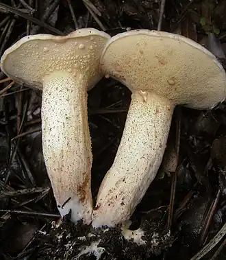 Kleinsporiger Kiefern-Röhrling Suillus bellinii