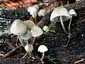 Voreilender Helmling Mycena abramsii
