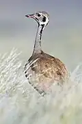 Rüppell’s Korhaan