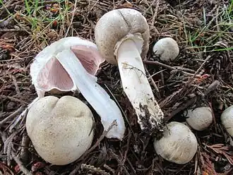 Perlhuhn-Champignon (giftig) Agaricus moelleri