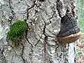 Schwarzer Birken-Feuerschwamm Phellinus nigricans