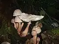 Büscheliger Egerlingsschirmling Leucoagaricus americanus