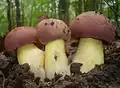 Blauender Königs-Röhrling Butyriboletus fuscoroseus