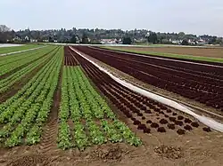 Salatanbau in Alfter (vor Gielsdorf)