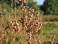 Besenheide Calluna vulgaris