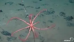 Seestern in einem Manganknollenfeld