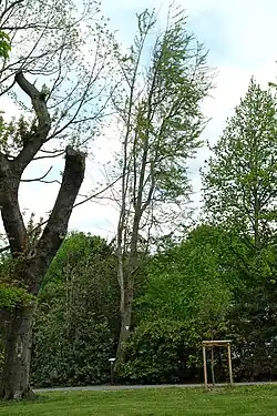 Fächerbaum (ginkgo biloba)