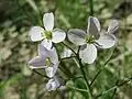 Cardamine pratensis