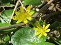 Ficaria verna