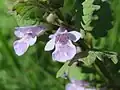 Glechoma hederacea