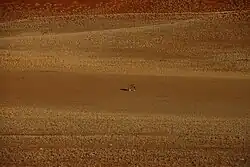 Sossusvlei mit Oryxantilope