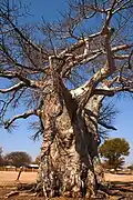 Baobab am Ortsrand von Kasane