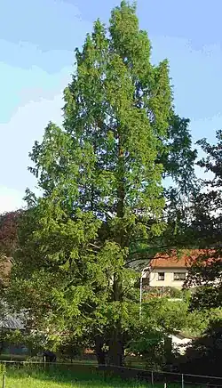 Chines. Wasser­tanne, Urwelt­mammut­baum (Meta­sequoia glypto­stroboides)