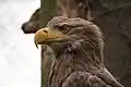 Seeadler