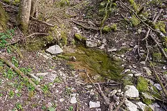 Eine Quelle des Kuhbaches