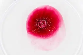 Auflösung in Wasser