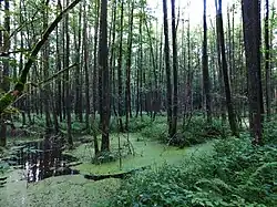 Söhlbruch in Hützel