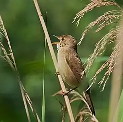 Sumpfrohrsänger (Acrocephalus palustris)