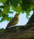 Goldammer (Emberiza citrinella)