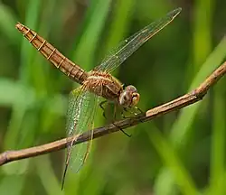 Crocothemis erythraea ♀