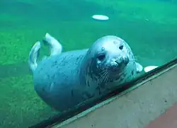 Blick durch das Unterwasserfenster in das Robbenbecken