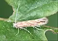 Phyllonorycter cf. issikii, Sommerform