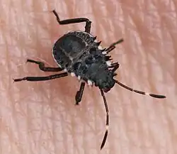 Nymphe – Dorsalansicht