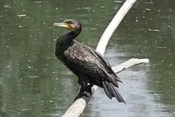 Kormoran am Aradosee