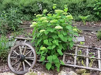 Zerlegter Leiterwagen als Gartendekoration