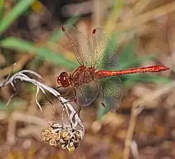 Südliche Heidelibelle ♂