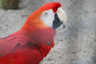 Ara Papagei, Mai 2019