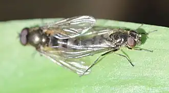 Paarung bei der Bärlauch-Erzschwebfliege (Cheilosia fasciata)